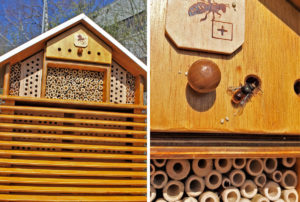 Wildbienen ziehen ein: Bauhilfe Pirmasens leistet wichtigen Beitrag zur Biodiversität